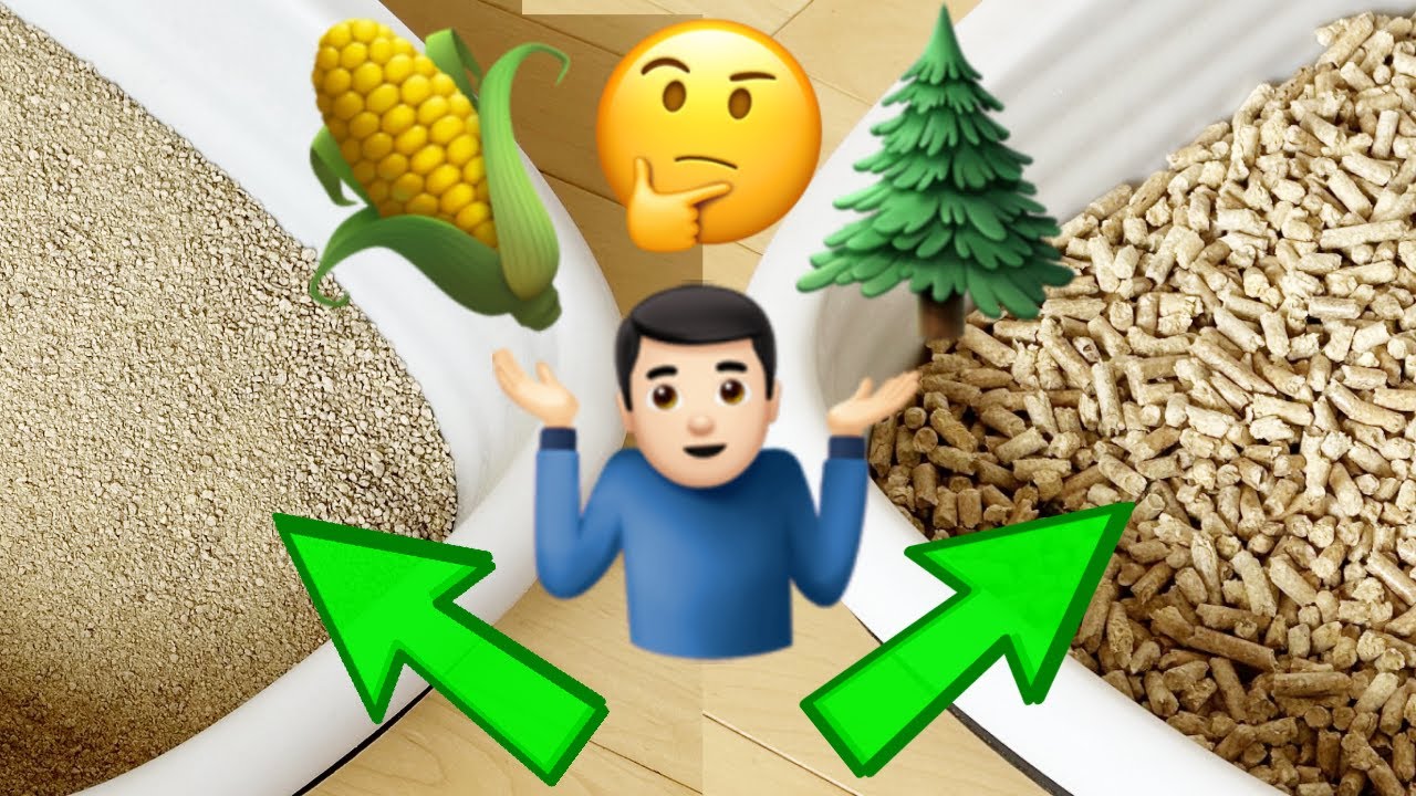 Corn Litter Vs Pine Pellets Litter: 6 Months Later