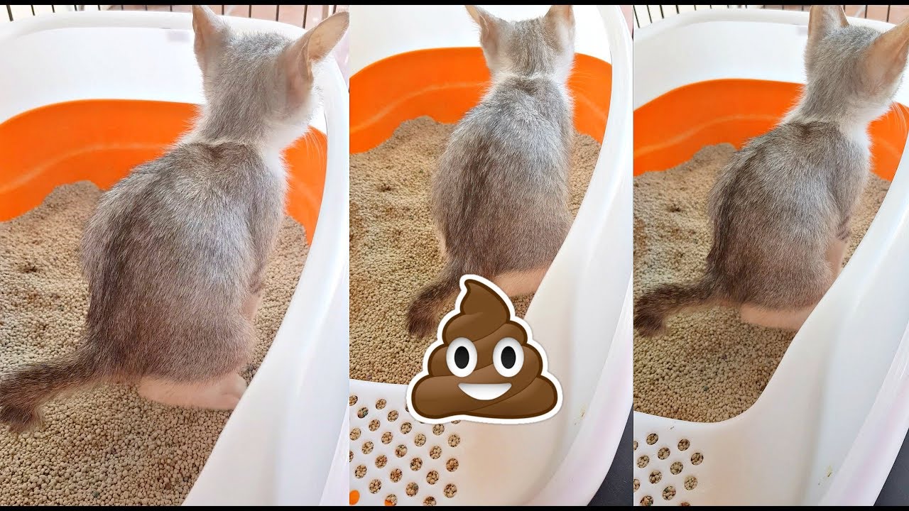 ✰KITTEN CRYING LOUD while POOPING 😞😢