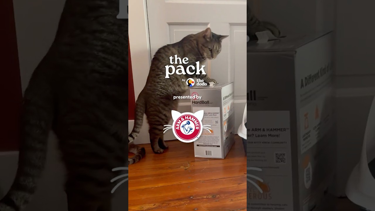 I Finally Found THE Best Kitty Litter For My Multi-Cat Home | The Pack