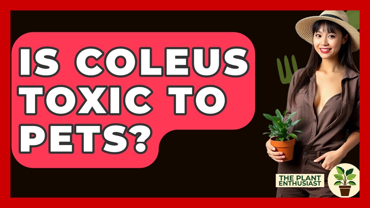 Is Coleus Toxic To Pets? - The Plant Enthusiast