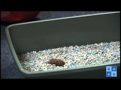 Collecting a Fecal Sample from Your Cat.mp4