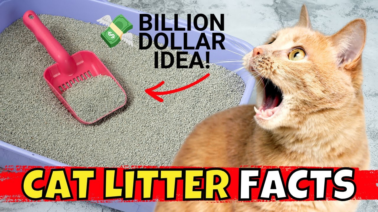 10 Surprising Cat Litter Facts You Never Knew!