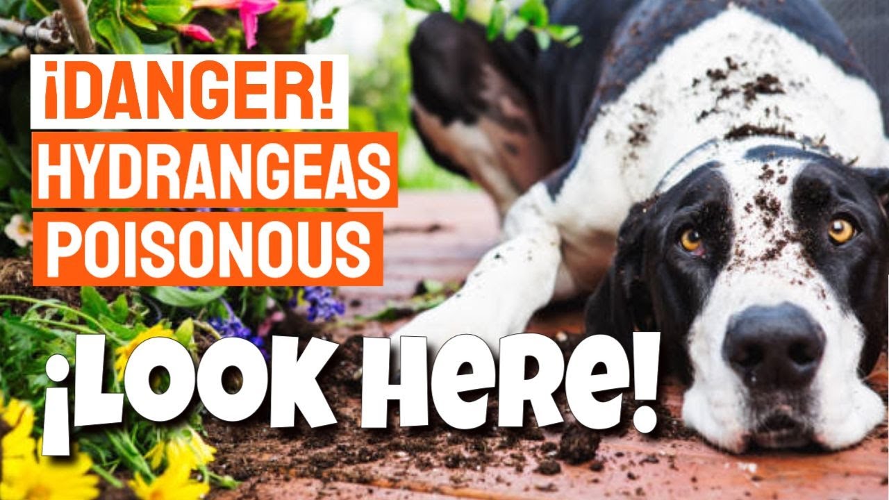 CAUTION❗ Hydrangeas are POISONOUS to Dogs and Cats🐶🐱