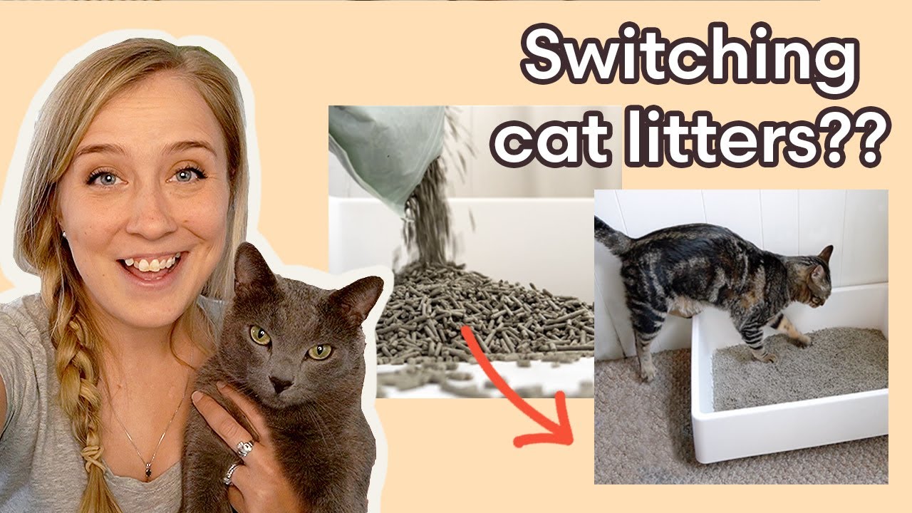 Switching Cat Litters - Everything You Need to Know