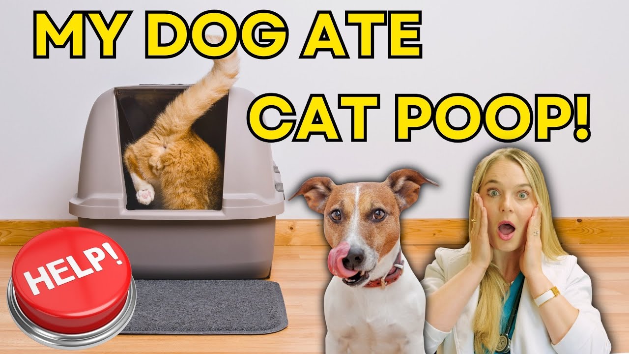 My dog eats the Cat poop!? | Vet explains parasites in cat poop
