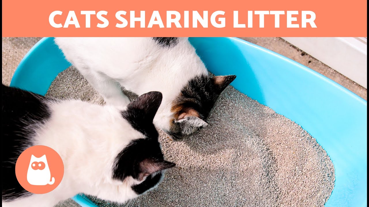 Can Two CATS SHARE the SAME LITTER? 🐱🐱 Litter Box Guide