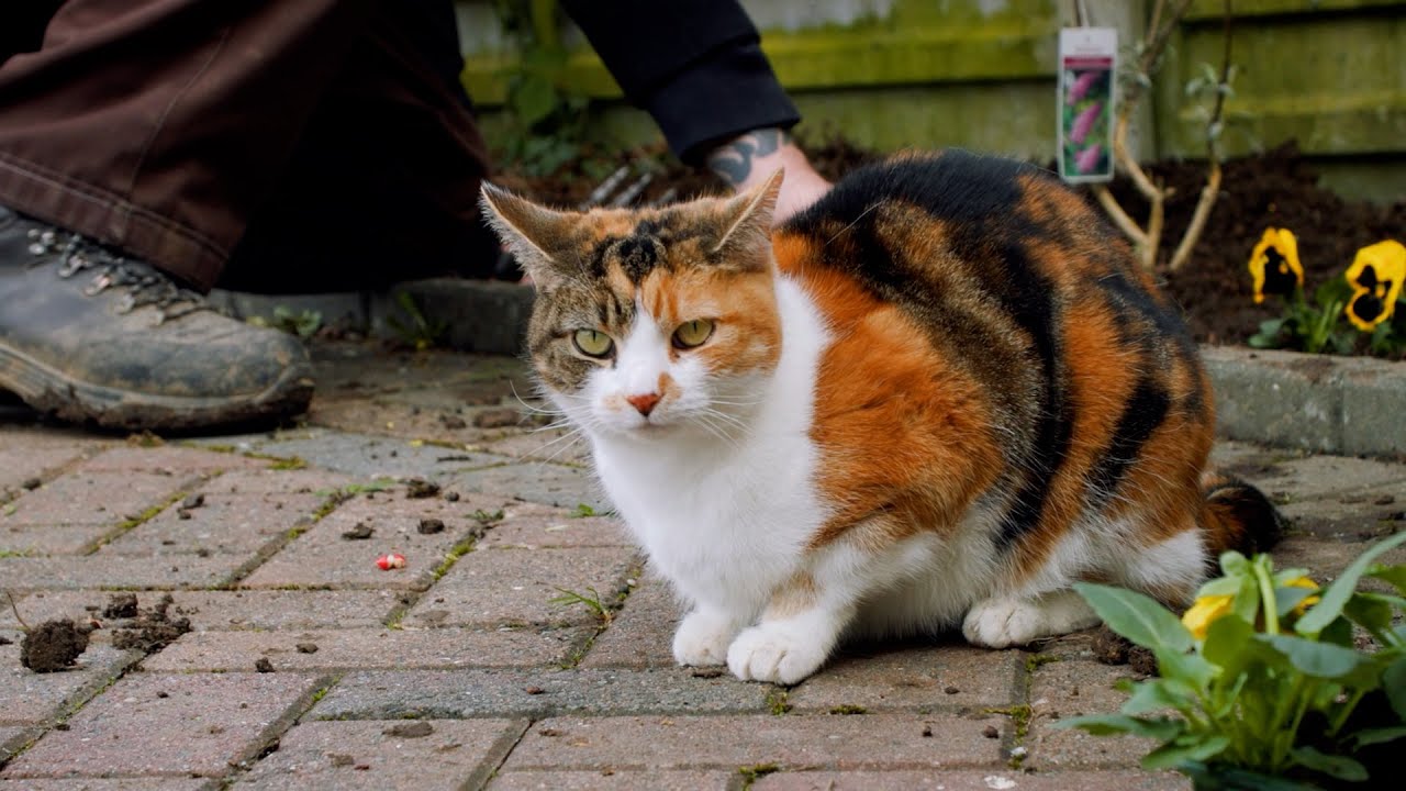 Which plants and flowers are safe or toxic for cats?