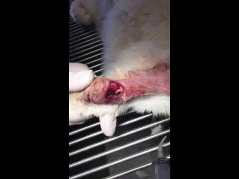 Flushing maggots out of a cat wound