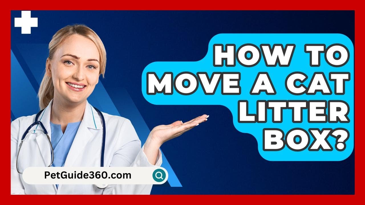 How To Move A Cat Litter Box? - PetGuide360.com
