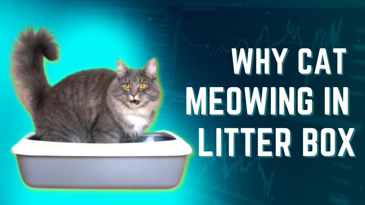 Why Does My Cat Meowing In Litter Box?? Reasons & Solution