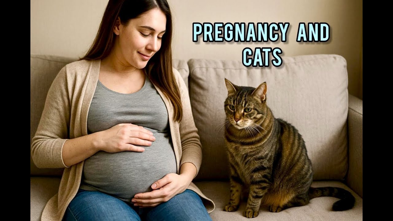 Pregnancy and Cats: Safety Tips for Expecting Moms!