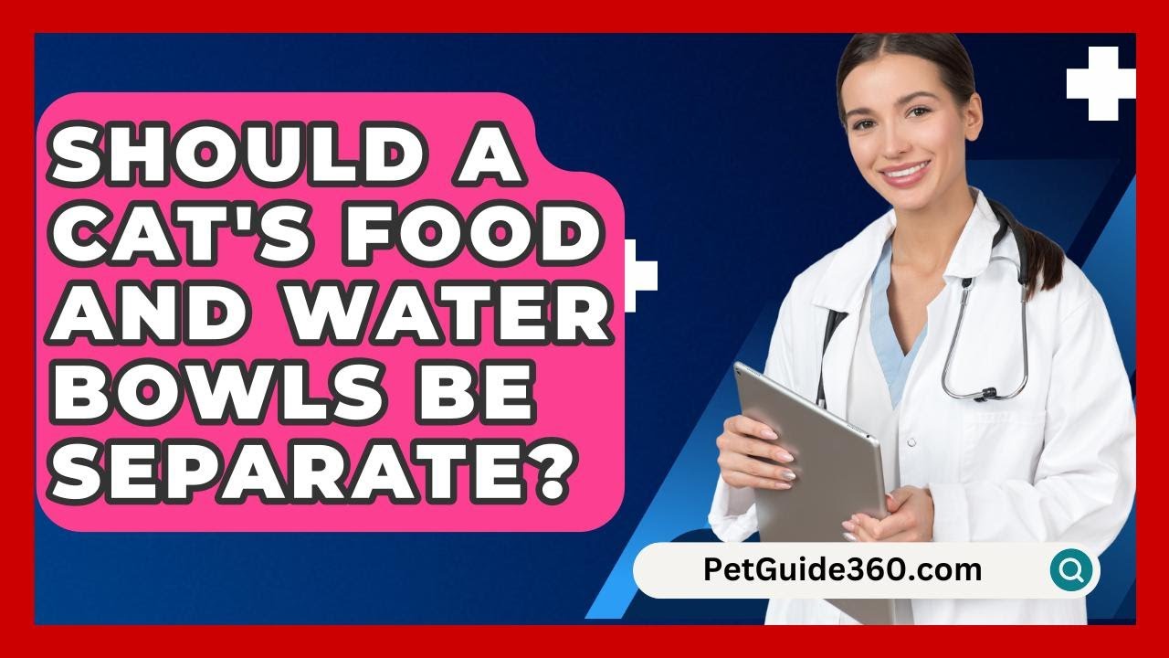 Should A Cat's Food And Water Bowls Be Separate? - PetGuide360.com