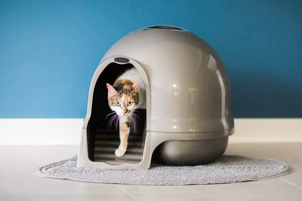 Can large sized cats live in this pidan igloo cat litter?