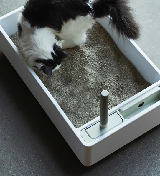 How To Introduce Your Cat to Pidan Tofu Cat Litter Box