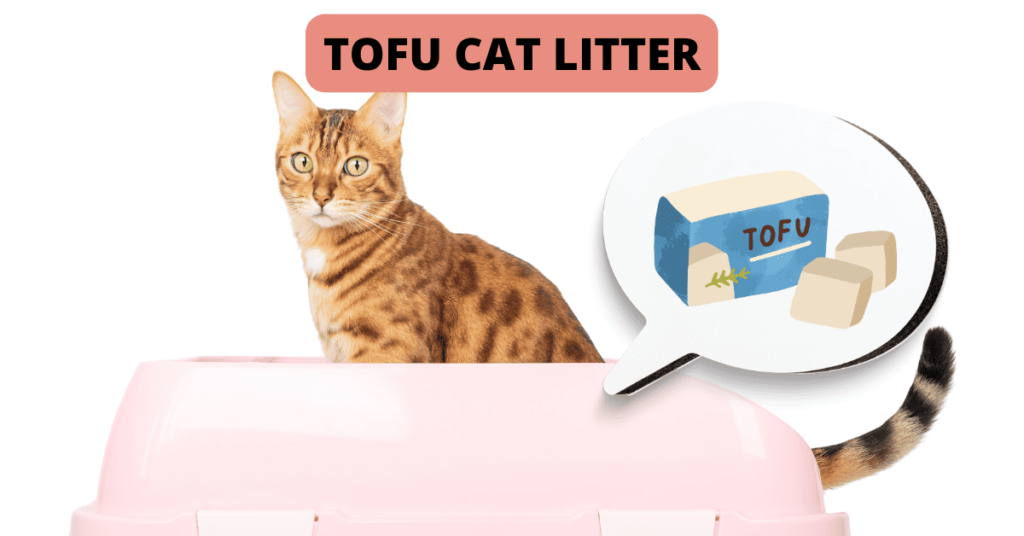 Tofu Cat Litter: Keeping Your Home and Your Cat Healthy