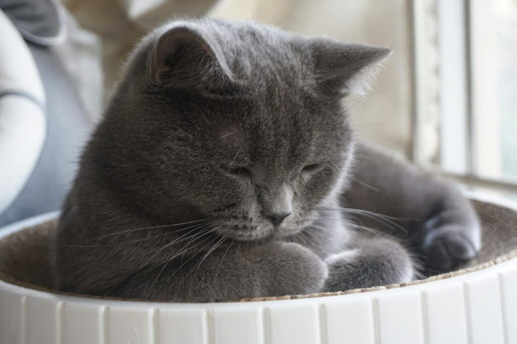 Bentonite Cat Litter at purrfect insights