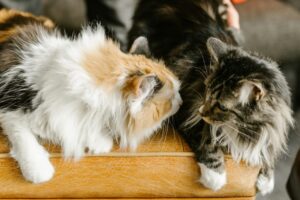 Maine coon cats litter box