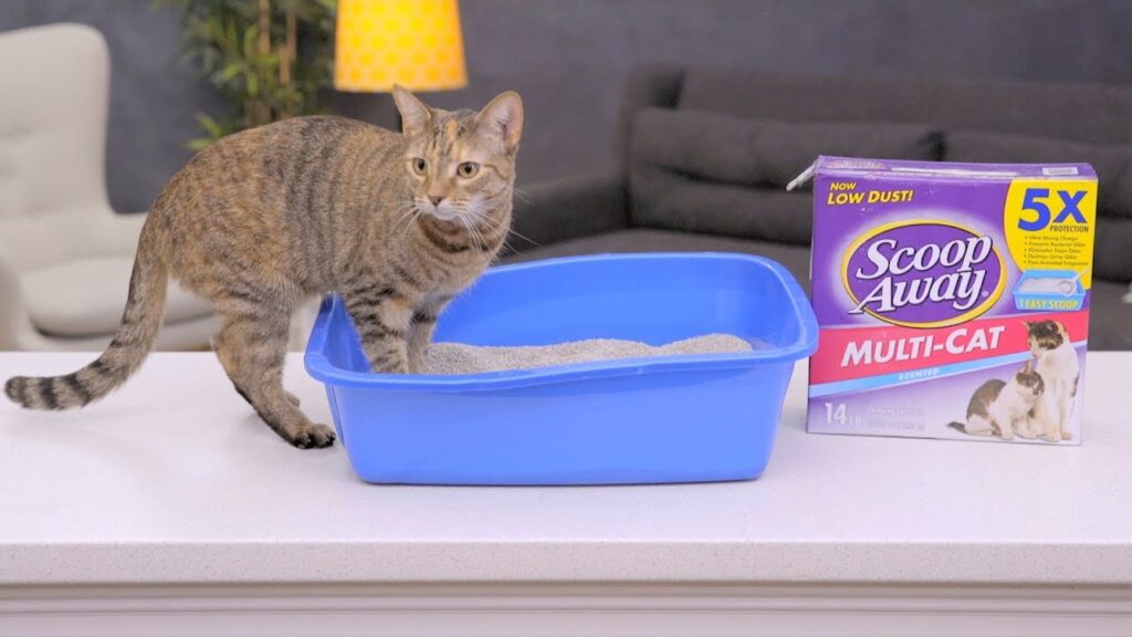 scoop away unscented cat litter
