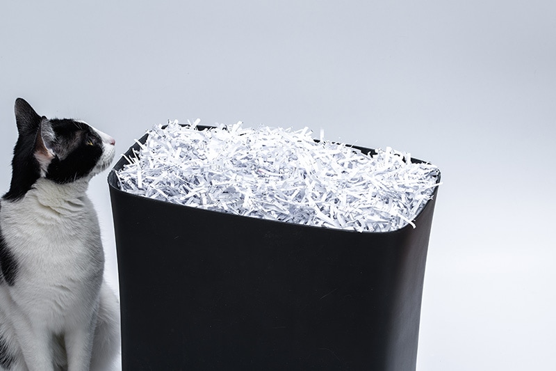 Does shredded paper really work for cat litter