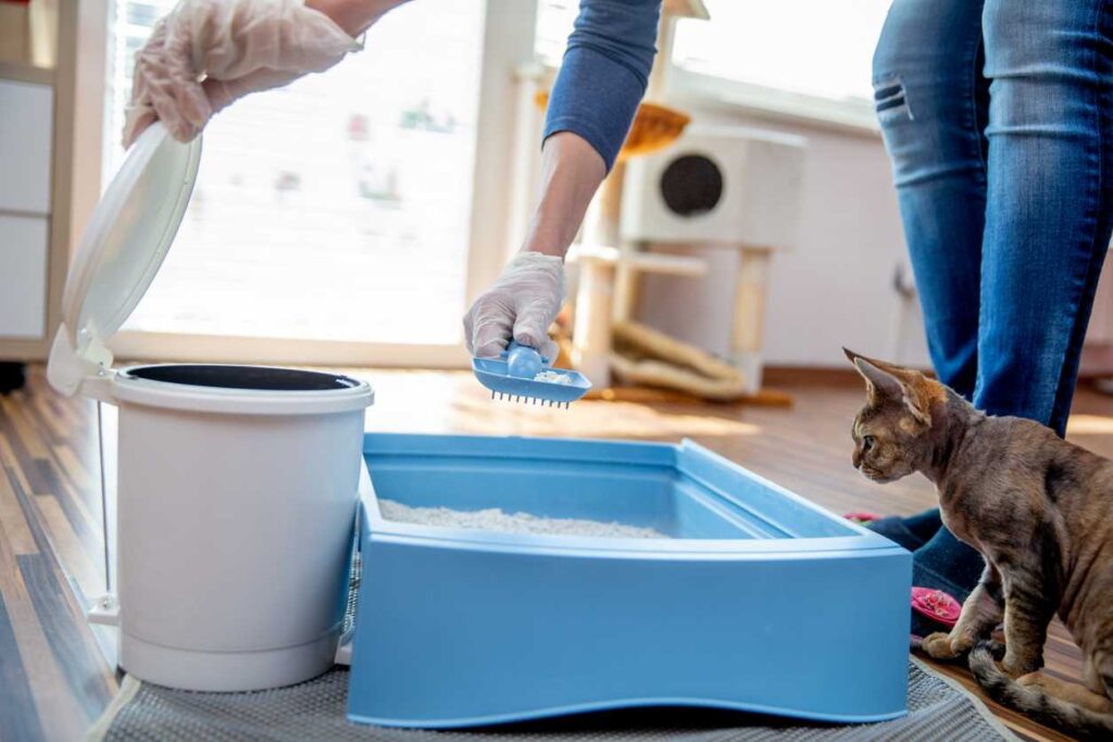 Alternative Methods to Clean Up Vacuum Cat Litter 