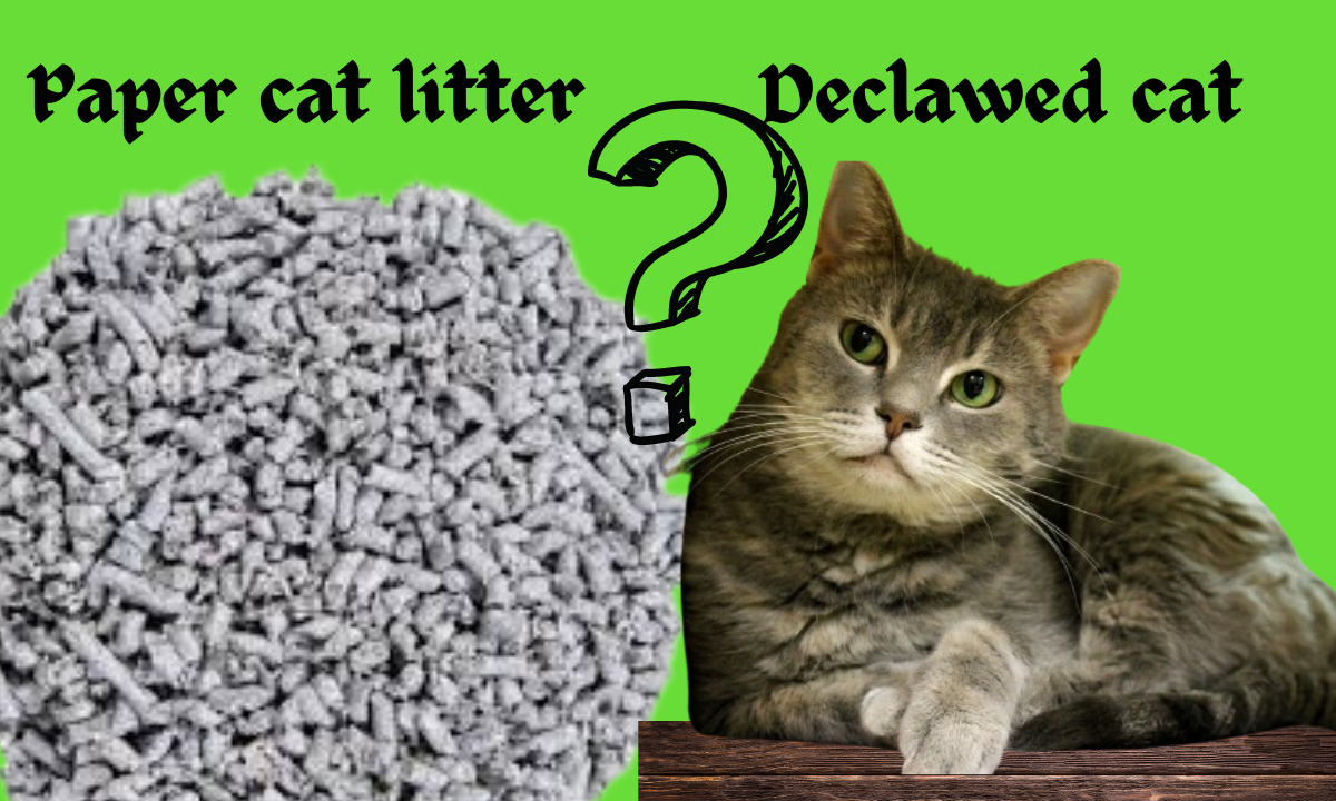 How Long Should You Stick with Paper Litter After Declawing?