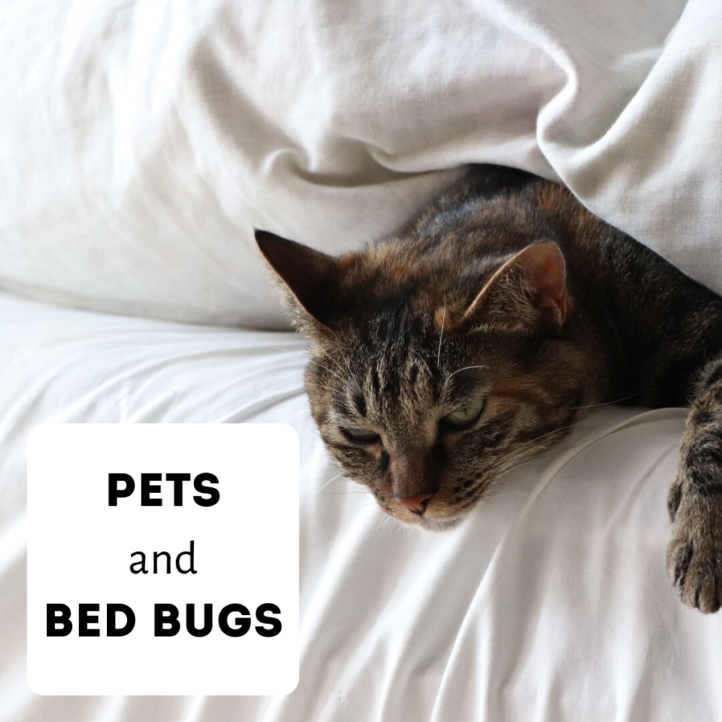 Bed Bugs Live in Cat Litter