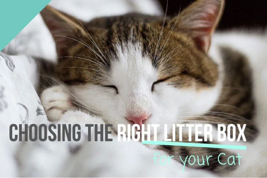 Choosing the Right Litter for Your Cat