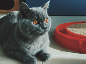 Keep Cat Litter Off the Floor