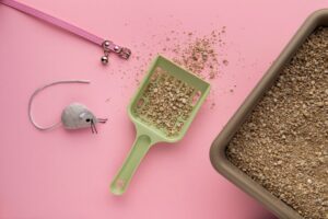 Maggots-in-lItter-box