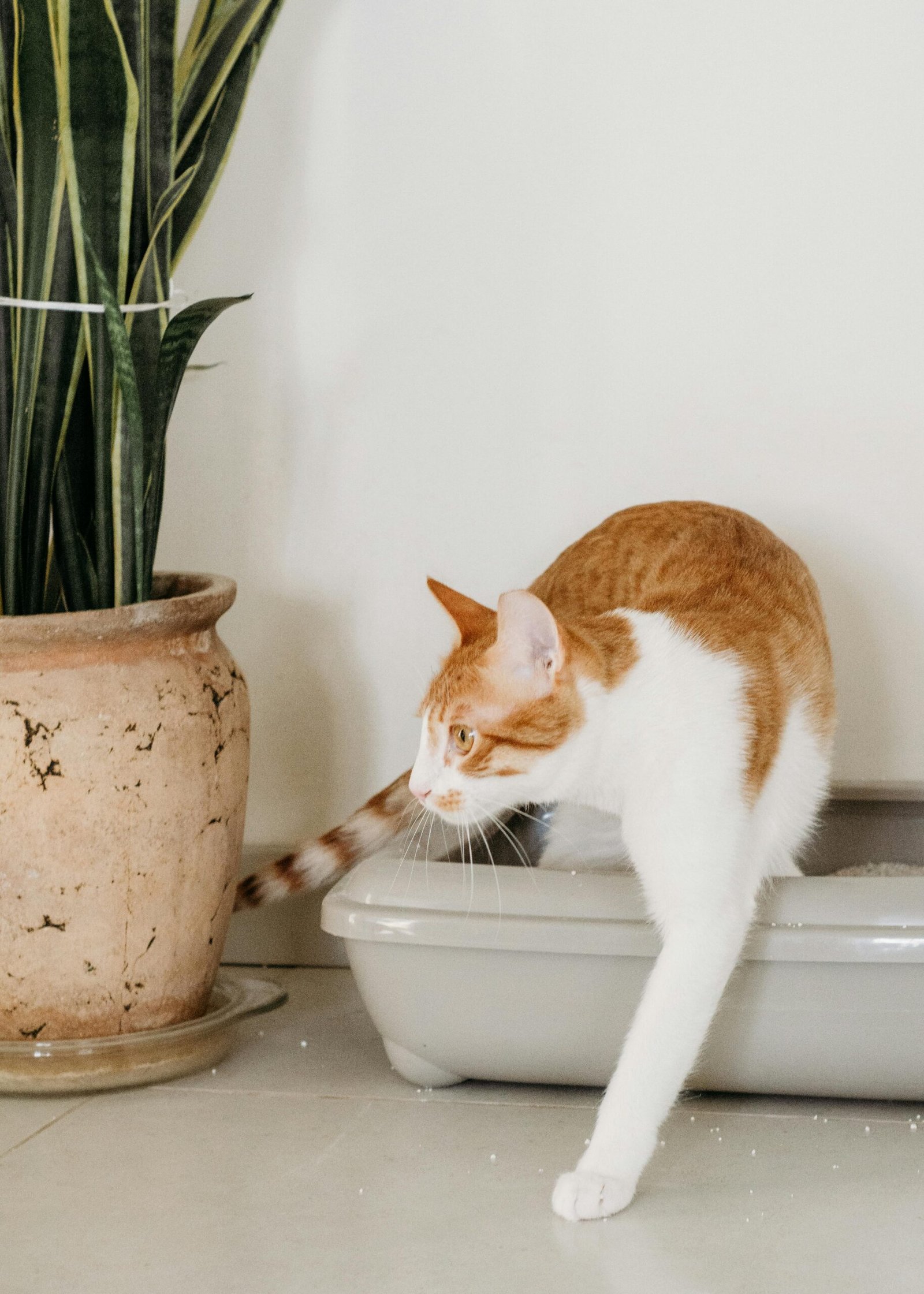 How to Properly Fill a Cat Litter Box: A Complete Guide