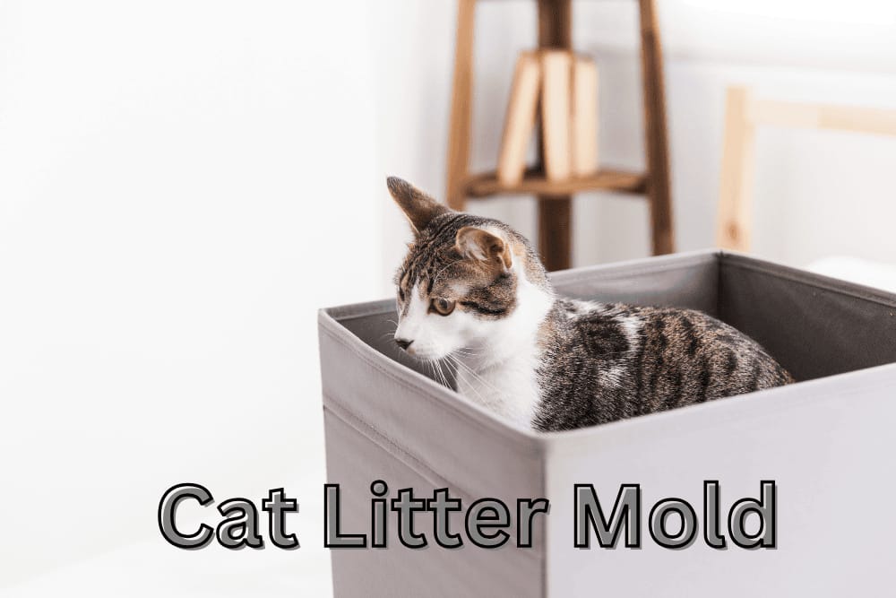 Cat Litter Mold: How to Keep Your Pet Safe