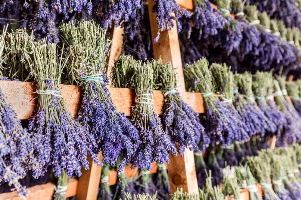 Dried Lavender and Cats