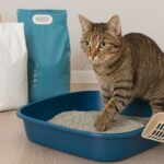 cat sitting in Safest cat litter img