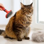 DO maine coon sheds
