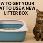 How to get your cat to use a new litter box