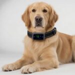 Dog wearing a bark control collar while being gently trained by its owner indoors