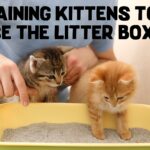 Owner Training Kittens to Use the Litter Box