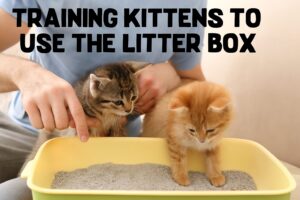 Owner Training Kittens to Use the Litter Box