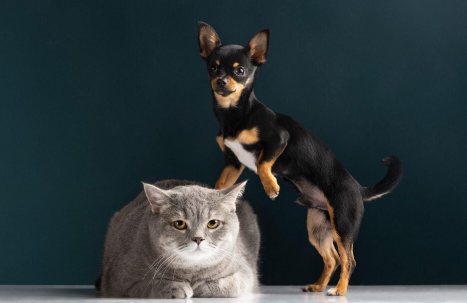 Cat and dog on same house