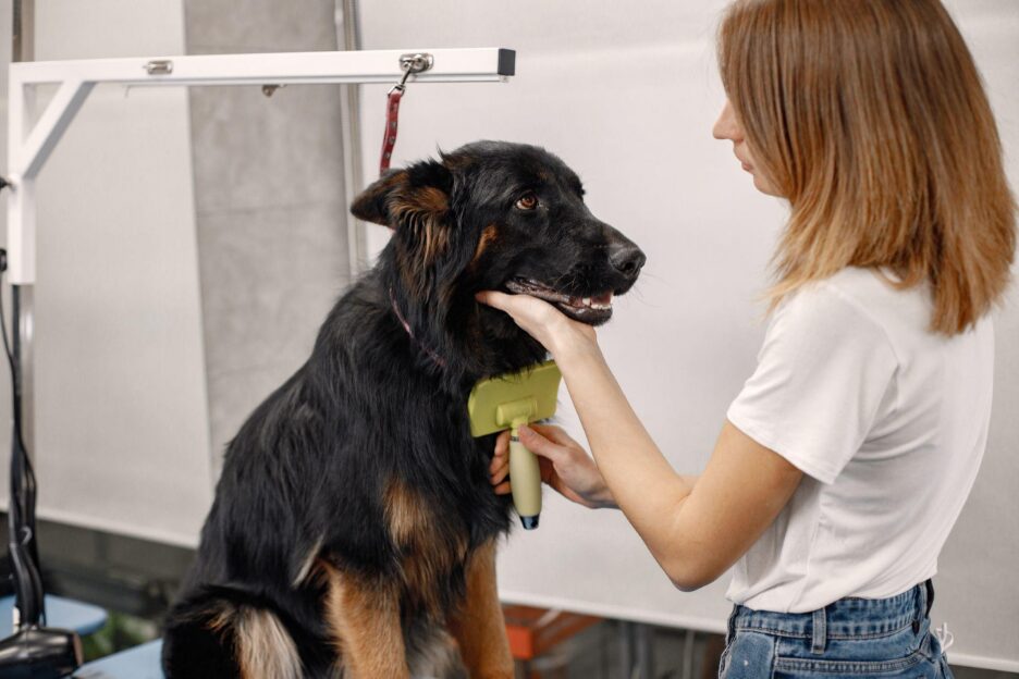 professional groomer grooming the dog