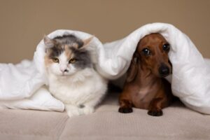Can cats and dogs share grooming tools