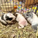 How Many Guinea Pigs Are in a Litter?