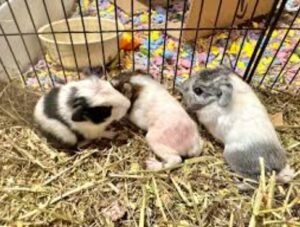 How Many Guinea Pigs Are in a Litter?