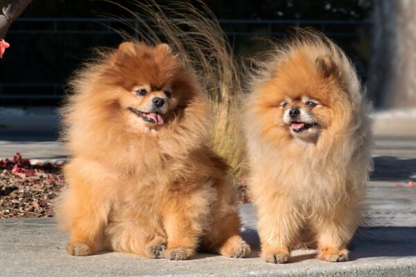 image showing two older dog for benefits of collagen suplement