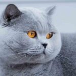 British Shorthair Care & Behavior
